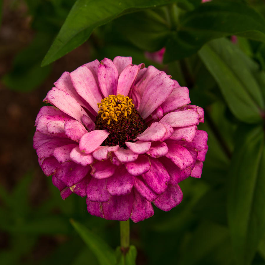 Pink Zinnia  Photograph by Rob Narwid