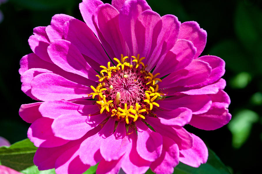 Pink Zinnia Photograph by Tikvahs Hope