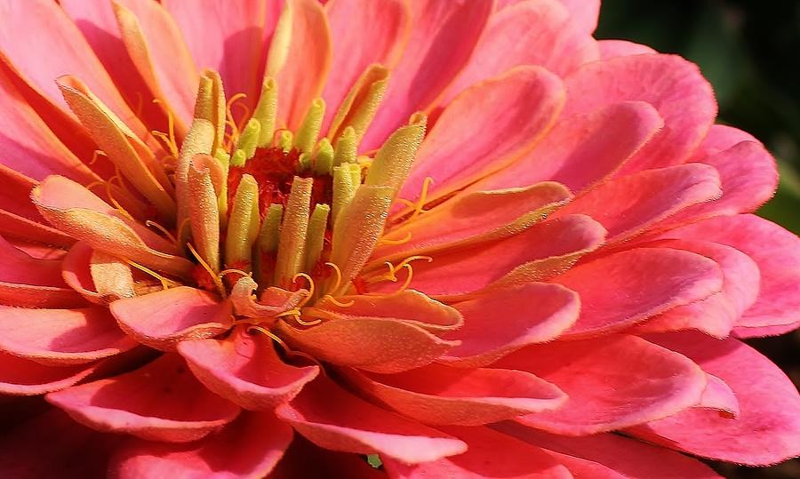 Pink Zinnia Touched by Mornings Light Photograph by Bruce Bley