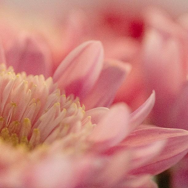 Flowers Still Life Photograph - Pinkalicious - If Thats A Word by Sharon Wilkinson