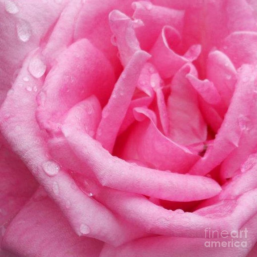 Rose Photograph - Pinkalicious by Charlotte Stevenson