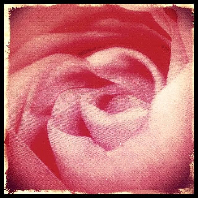 Vintage Photograph - Pink Rose Depth by Theano Exadaktylou