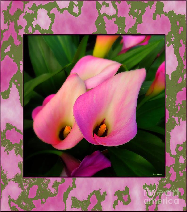 Pinkish Calla Lily Blooms Photograph by Scott Cameron