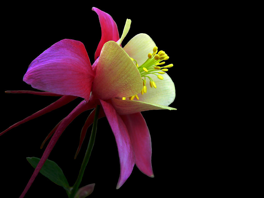 Rose Photograph - Pinkish by Doug Norkum
