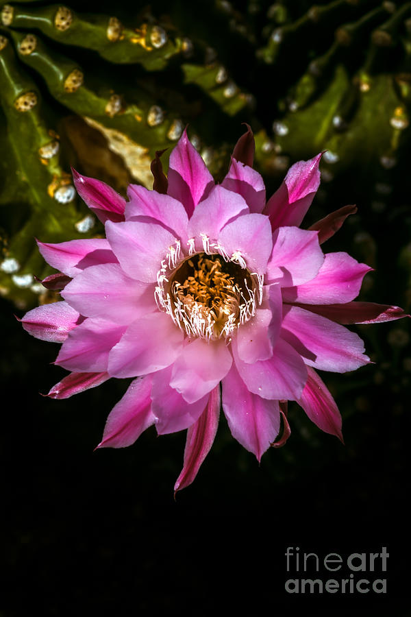 Flower Photograph - Pinkish Night Blooming Cactus by Robert Bales