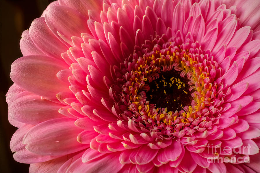 Flowers Still Life Photograph - Pinklady by Lutz Baar