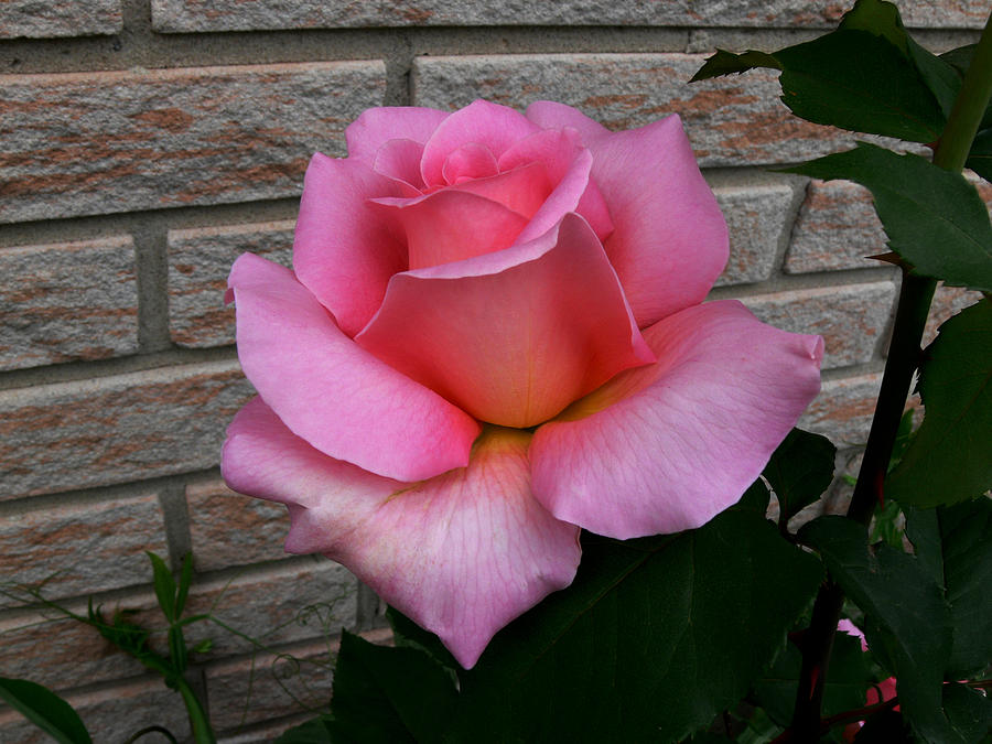 Rose Photograph - Pinklish by Doug Norkum