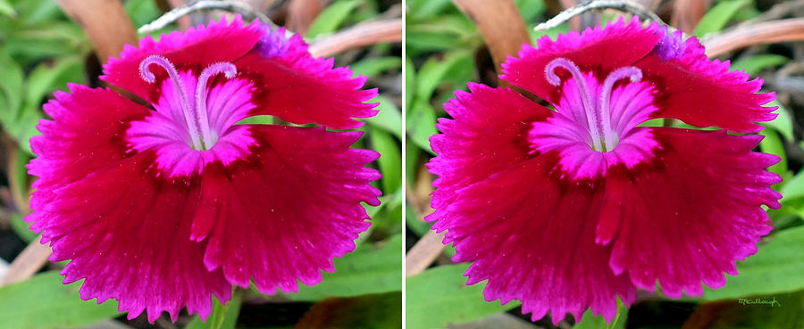 Pinks Flower in 3D Stereo Photograph by Duane McCullough