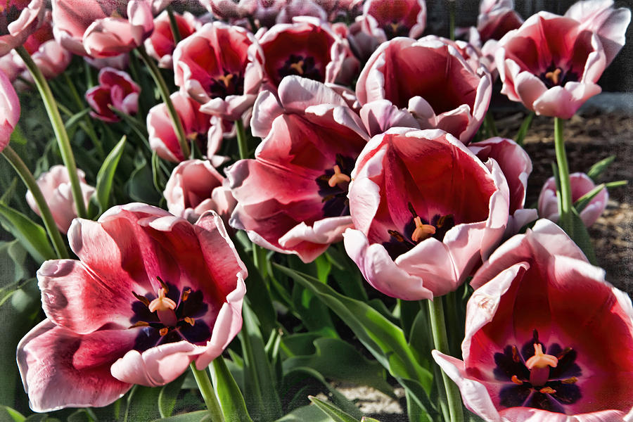 Tulip Photograph - Pinks Holland Michigan by Evie Carrier