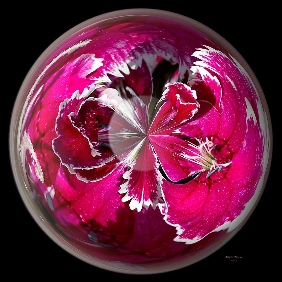 Flower Photograph - Pinks In A Globe by Phyllis Denton