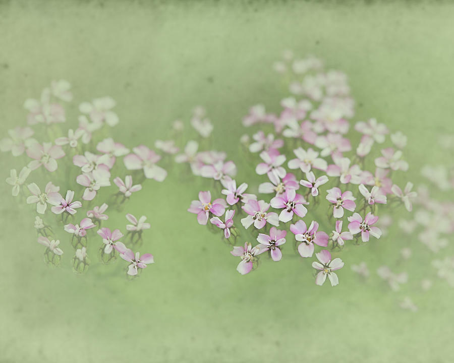 Flower Photograph - Pinks by Jeff Klingler