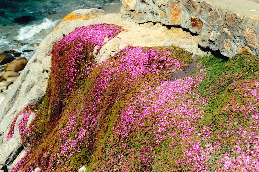 Pinks On The Rocks Photograph by Phyllis Kaltenbach