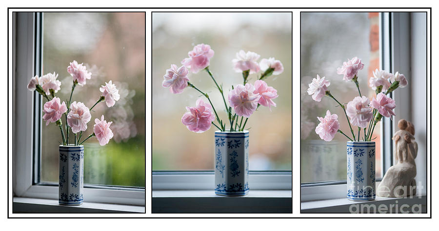 Pinks Triptych Photograph by Donald Davis