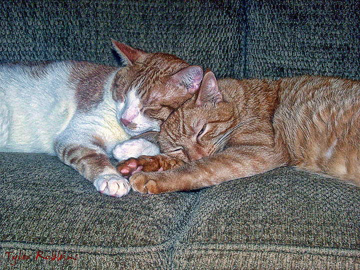 Pinky and Hobo Greeting Card Friends for Life Photograph by Tyler Robbins