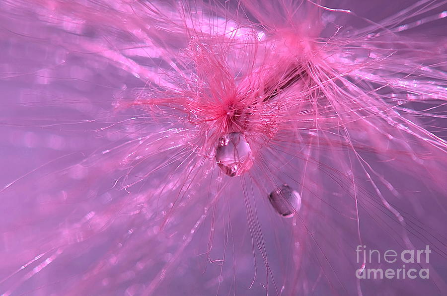 Pinky Dream Photograph by Michelle Meenawong