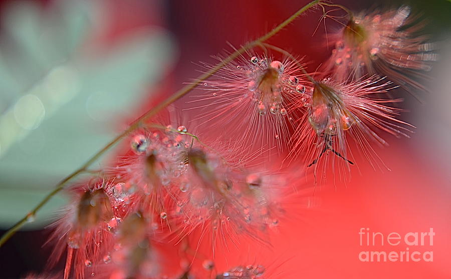 Pinky Drops Photograph by Michelle Meenawong