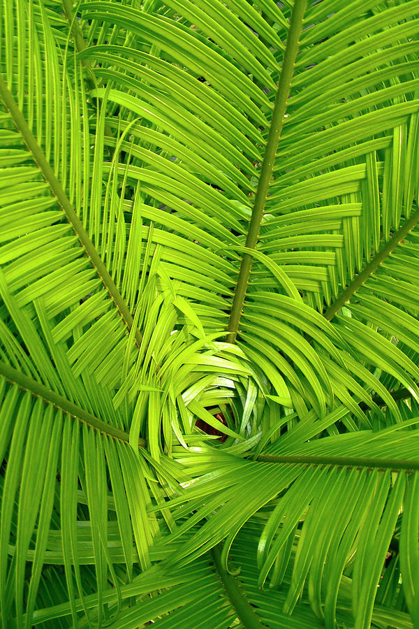 Pinnate Cycad Leaves Photograph by Michael Clutson/science Photo ...