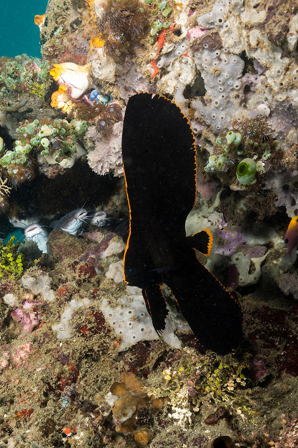 Pinnate Spadefish Photograph by Andrew J. Martinez