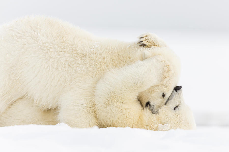 Anwr Photograph - Pinned To The Snowy Mat by Tim Grams Anwr Photograph - Pinned To The Snowy Mat by Tim Grams