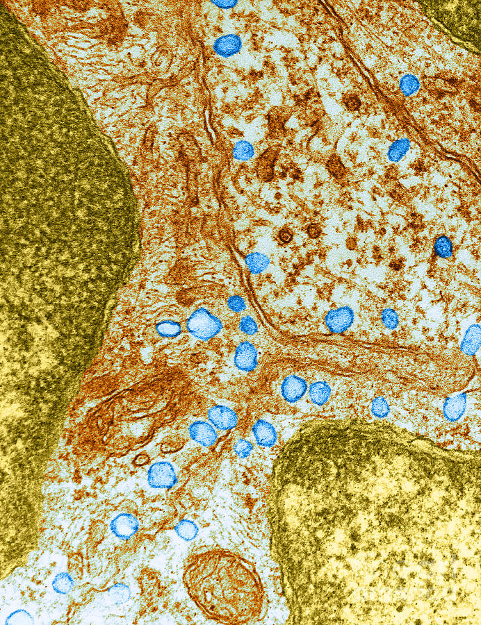 Pinocytosis Tem Photograph by David M. Phillips - Pixels