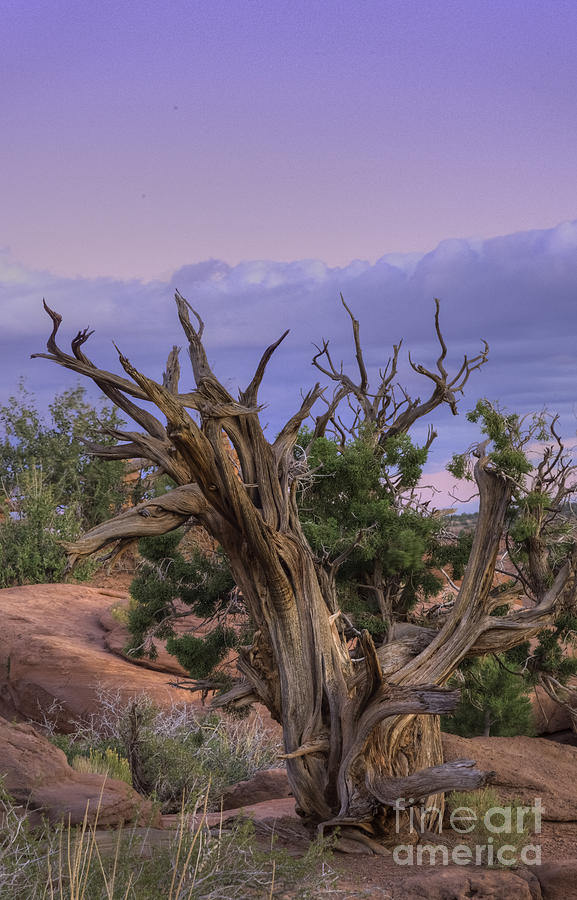 Pinon Pine Photograph by David Waldrop