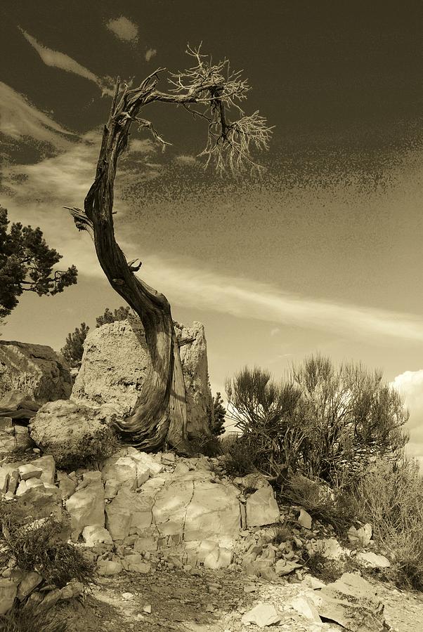 Grand Canyon National Park Photograph - Pinon Pine by John Schneider