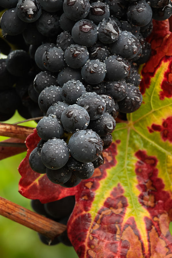Pinot Noir grapes in the rain Photograph by Charles Lupica