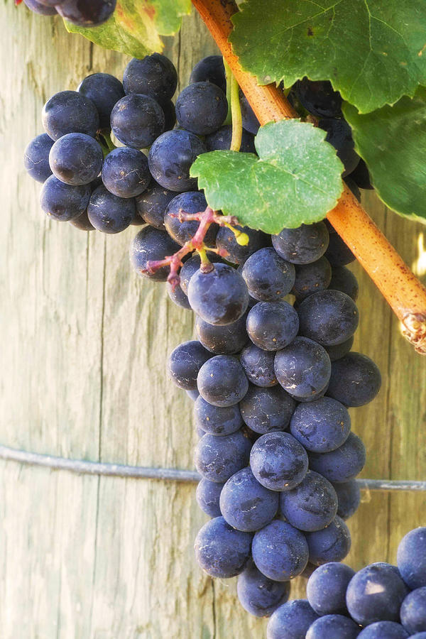 Grape Photograph - Pinot on the Vine by David Laurence Sharp