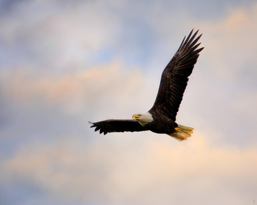 Eagle Photograph - Pinson Mounds Eagle by Jai Johnson