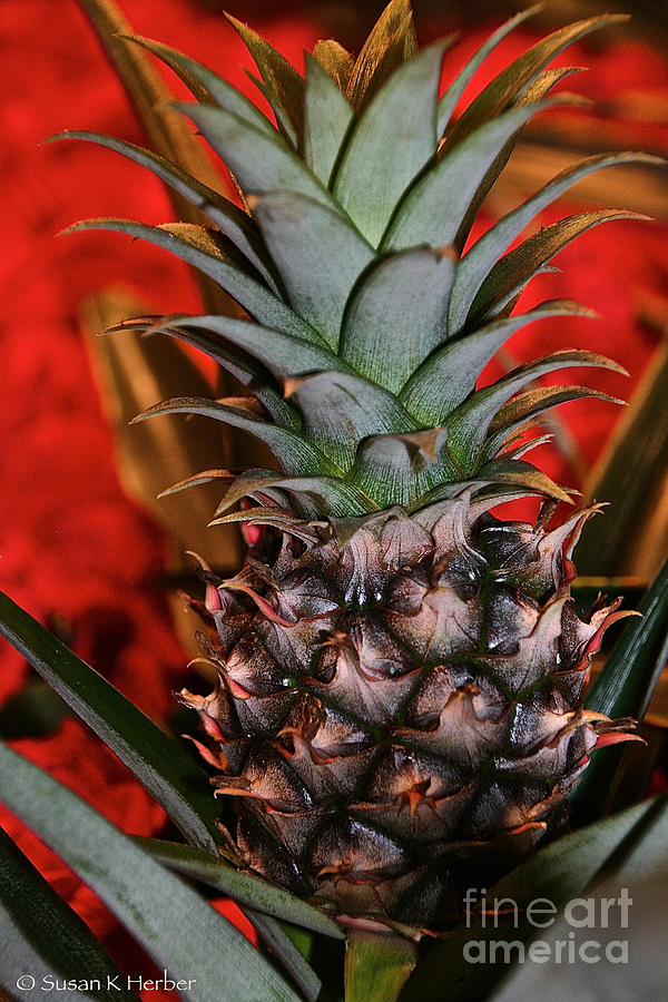 Pint Sized Pineapple Photograph by Susan Herber