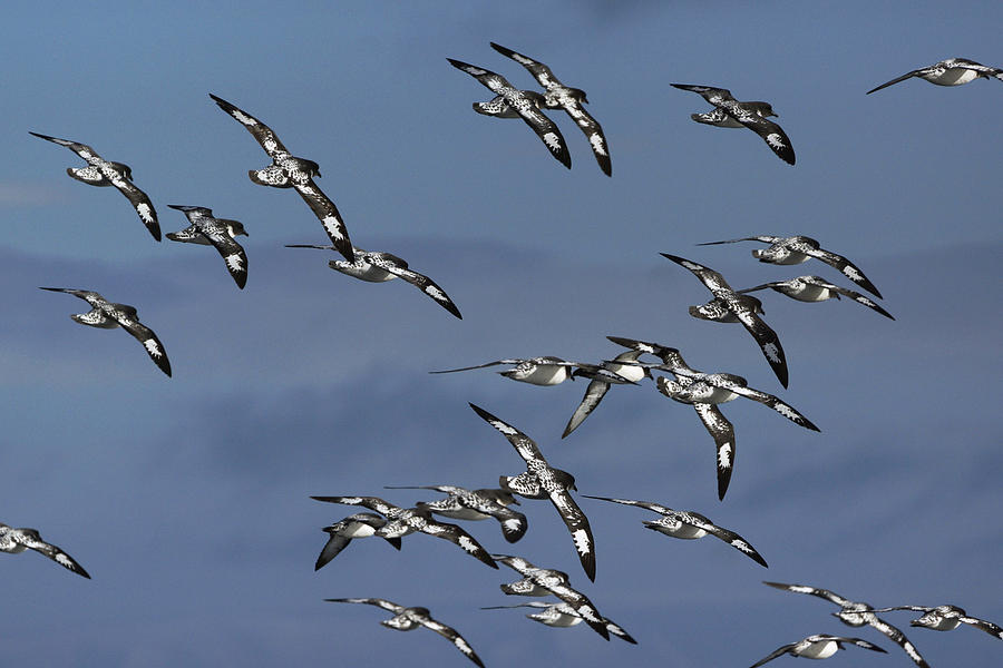 Pintado Petrel Flock Flying Antarctica Photograph by Hiroya  Minakuchi