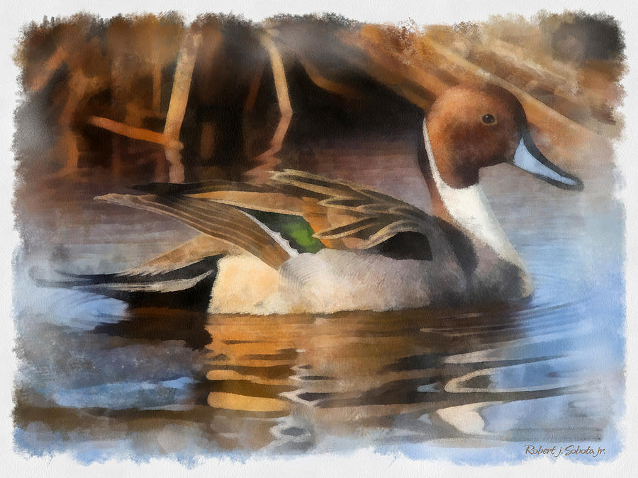 Duck Digital Art - Pintail Drake by Robert Sobota