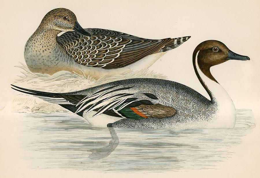 Bird Photograph - Pintail Duck by Beverley R. Morris