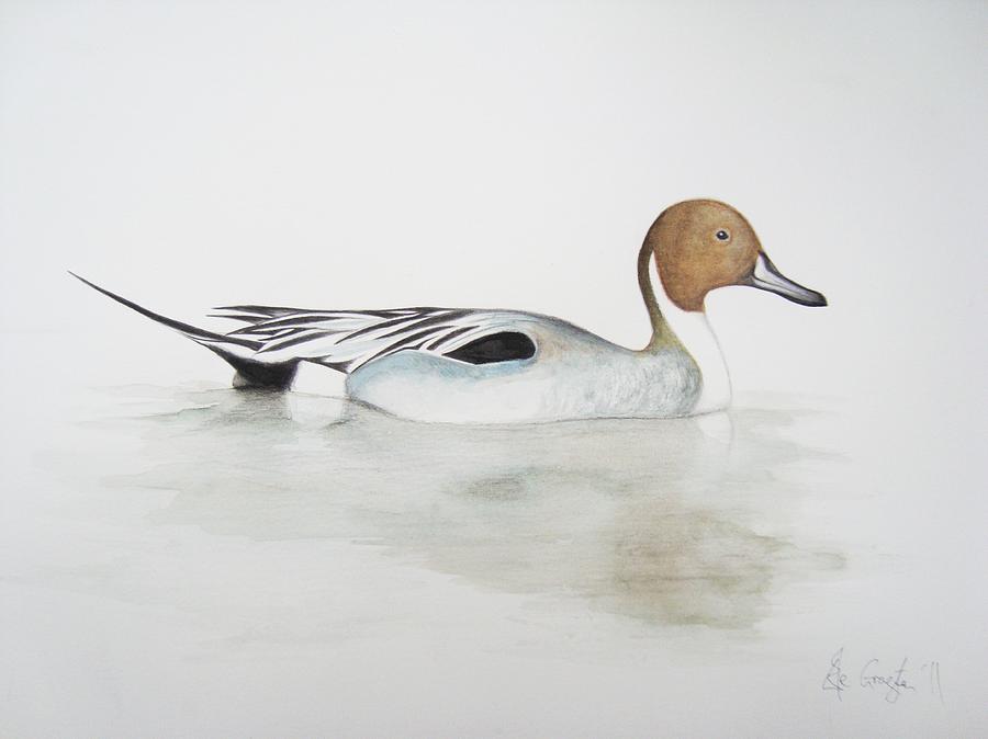Duck Painting - Pintail Duck by Ele Grafton