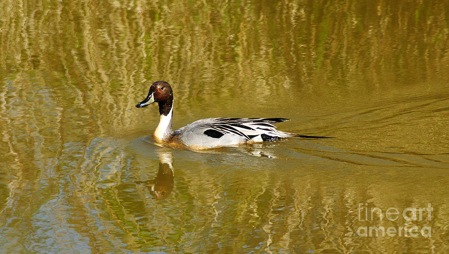 Pintail Duck Photograph by Vivian Christopher