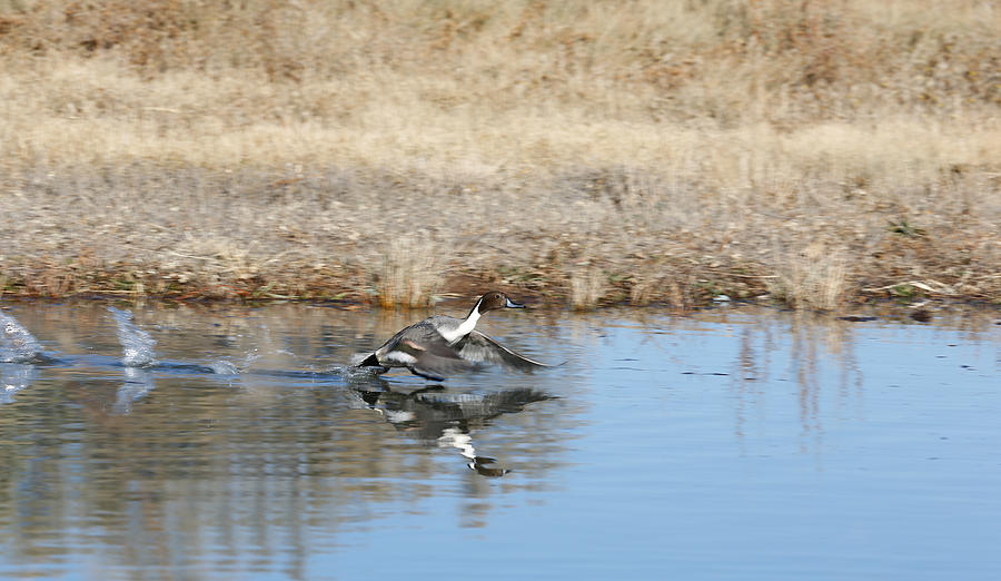 Pintail takeoff from water Photograph by Jack Nevitt