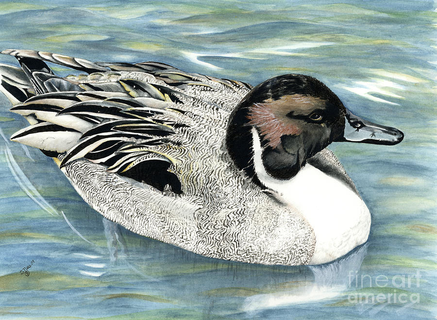Pintailed Elegance Duck Painting by Shari Nees