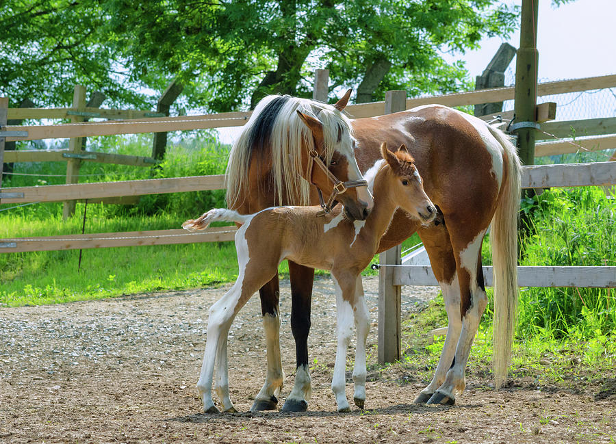 Pinto Arabian Horses - Mare And Newborn Photograph by Kerrick