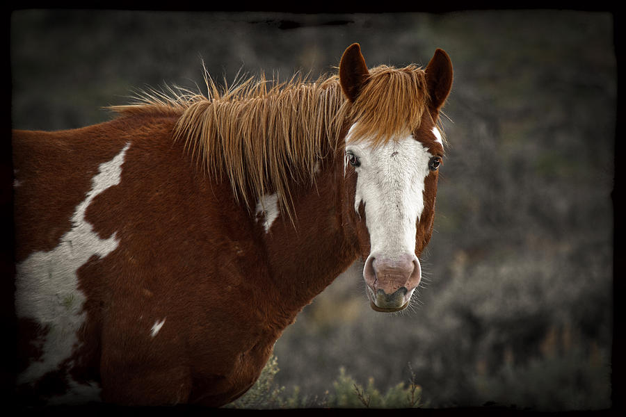 Horse Photograph - Pinto by Wes and Dotty Weber