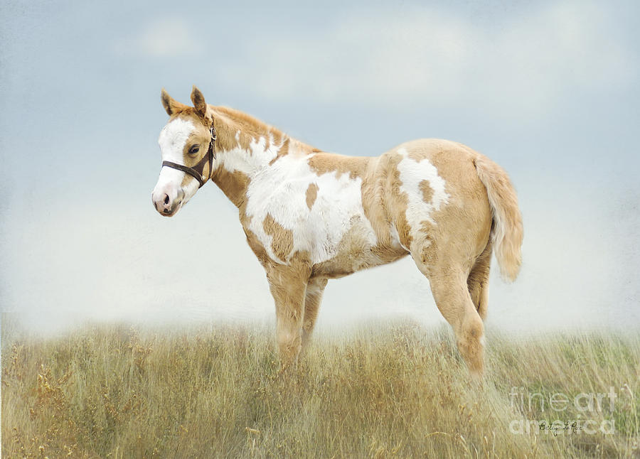 Horse Photograph - Pinto Filly by Betty LaRue
