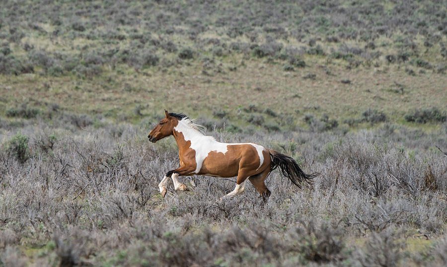 Pinto Horse, Colorado Photograph by Michael Lustbader