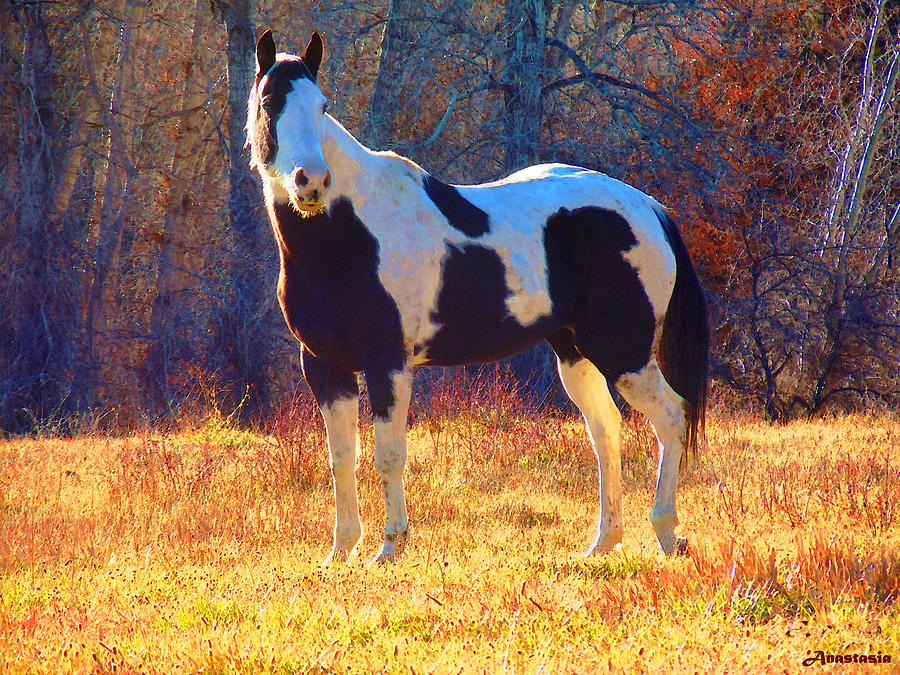 Pinto in the Pasture Photograph by Anastasia Savage Ealy