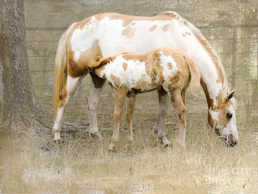 Pinto Mare and Filly Photograph by Betty LaRue