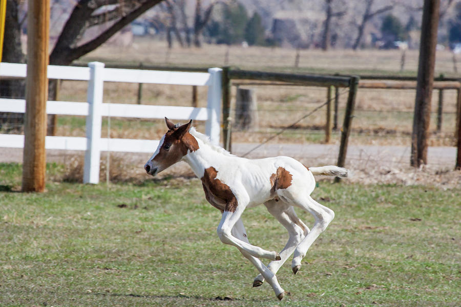 Horse Photograph - Pinto Oldenburg Warmblood Foal Jumping by Piperanne Worcester