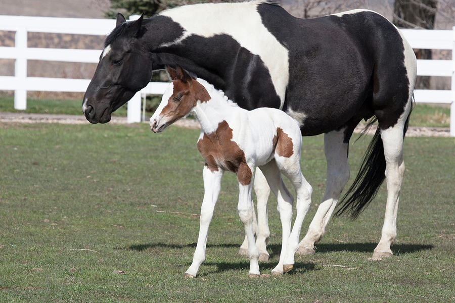 Pinto Oldenburg Warmblood Foal Or Filly Photograph by Piperanne ...