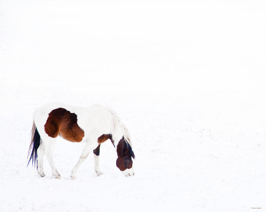Pinto Pony Photograph by Theresa Tahara