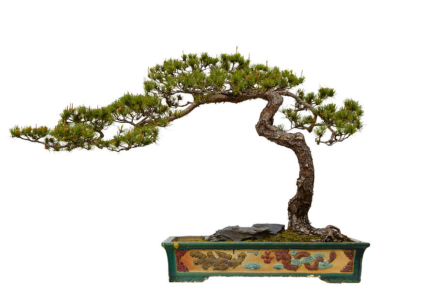 Pinus massoniana (Massons Pine) bonsai Photograph by YuenWu