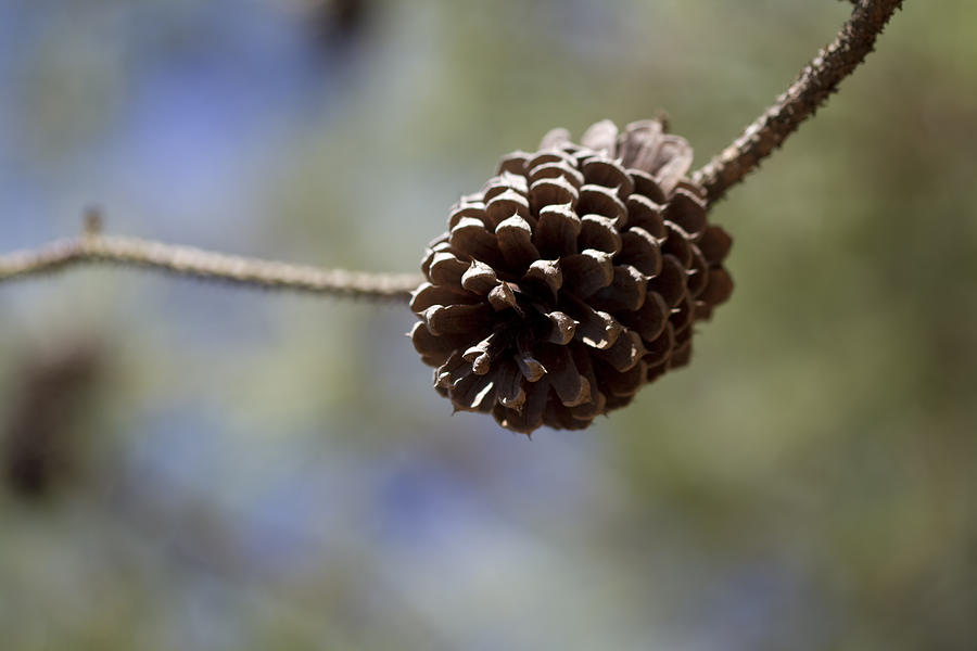 Pinus ponderosa Pinecone Photograph by Kathy Clark - Fine Art America