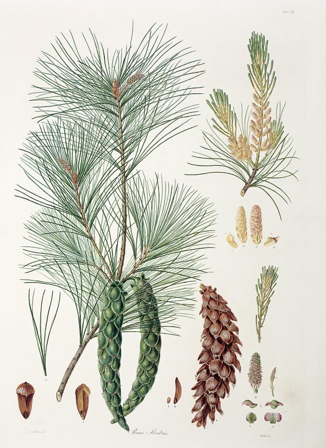 Pinus Strobus Photograph by Natural History Museum, London/science Photo Library