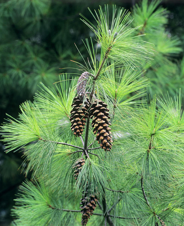 Nature Photograph - Pinus Wallichiana Cones by Andrew Cowin/science Photo Library